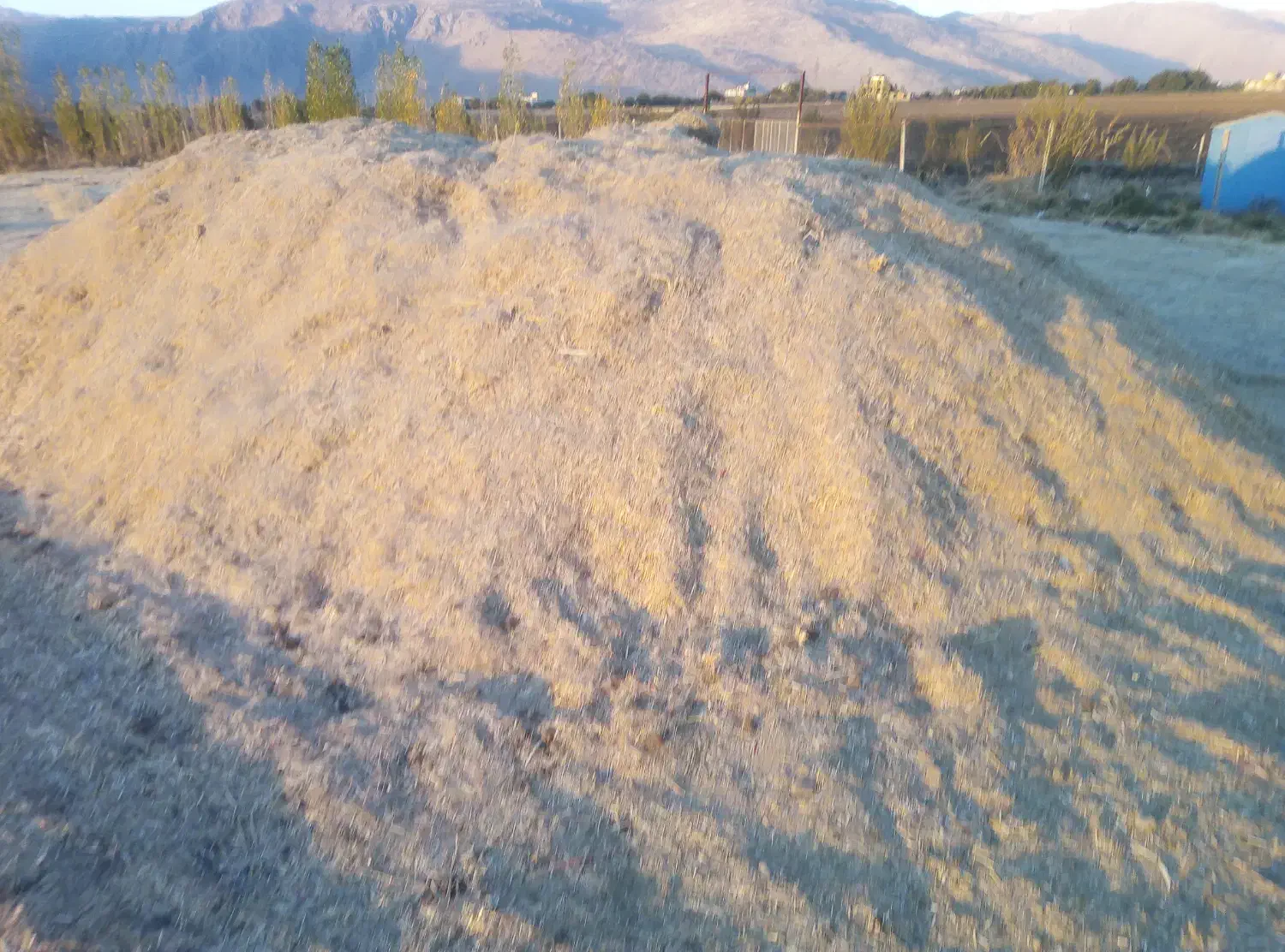 گیاه سبزه داس درو|حیوانات مزرعه|دینور, |دیوار