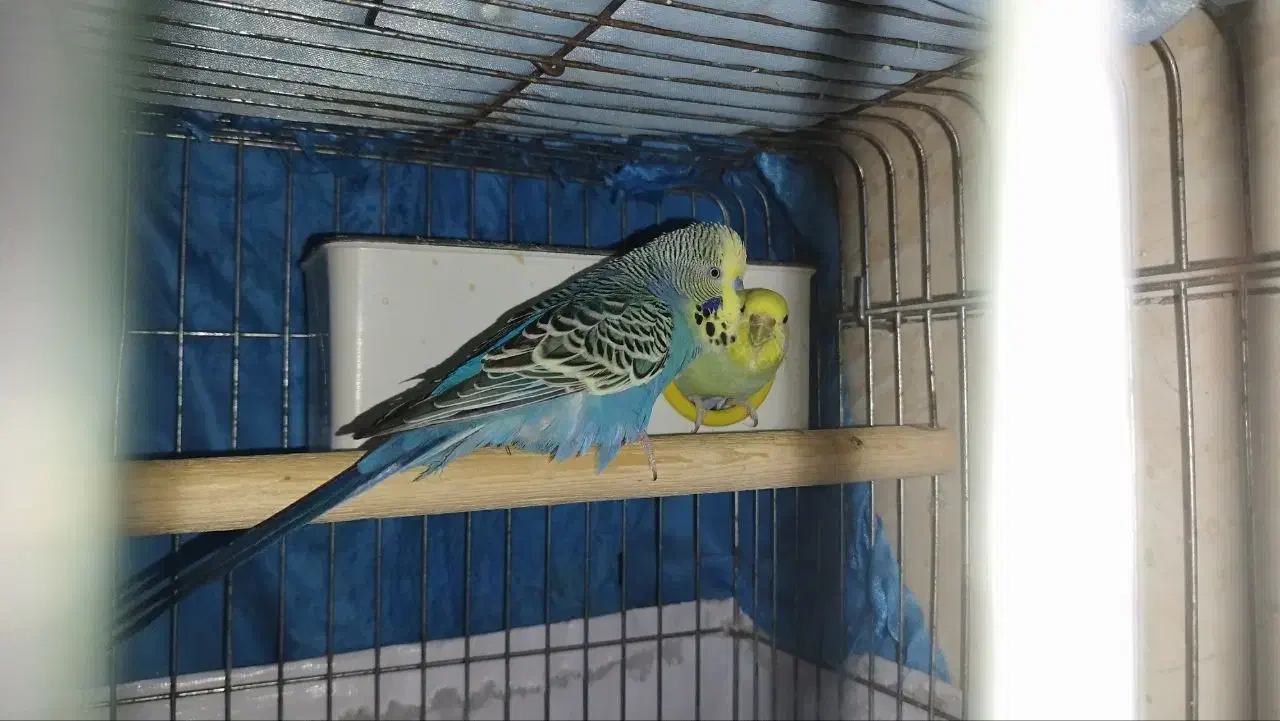 یک جفت مرغ عشق فوق مولد|پرنده|آبادان, |دیوار