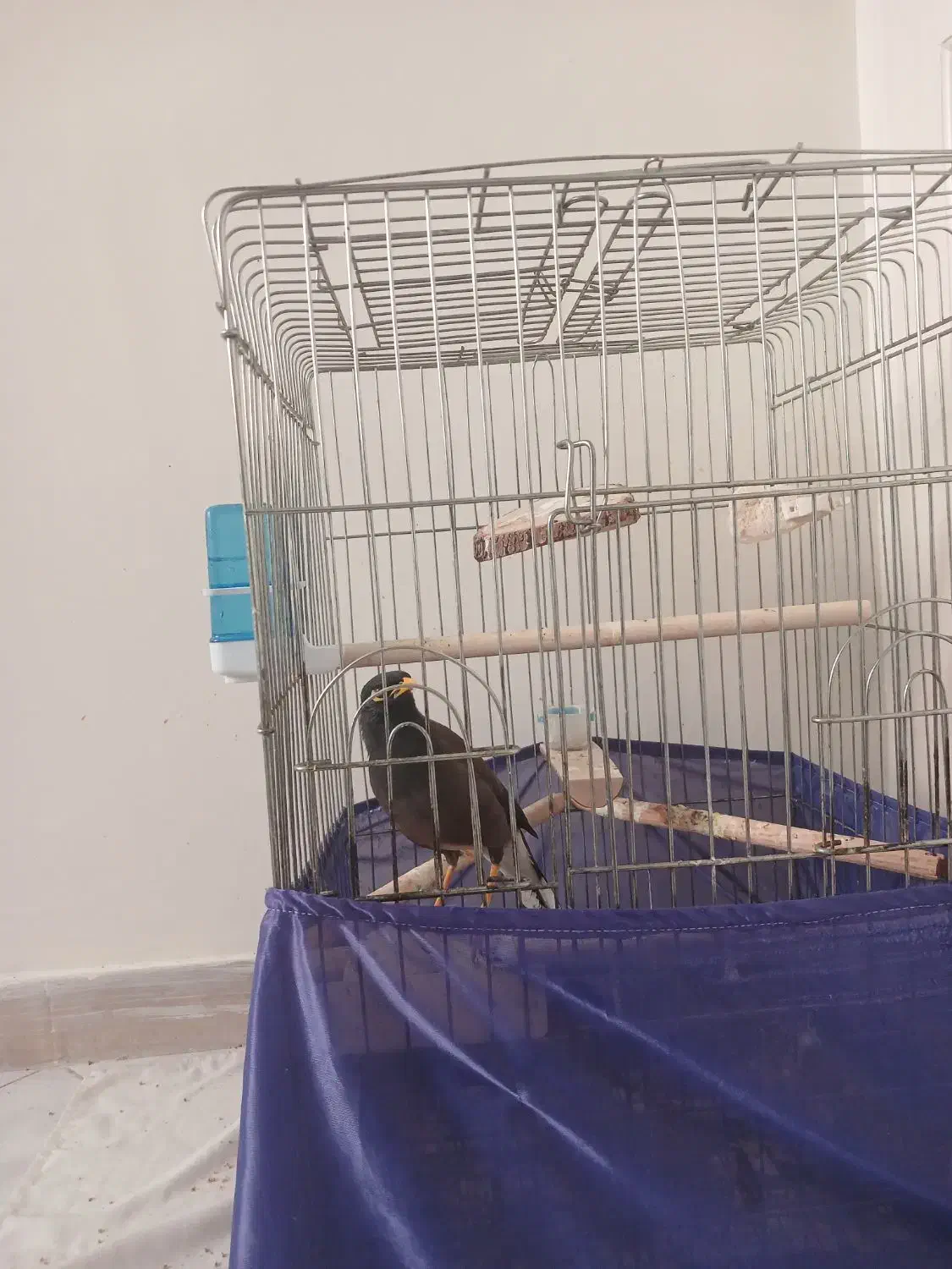 مرغ مینا|پرنده|تهران, تهرانپارس شرقی|دیوار