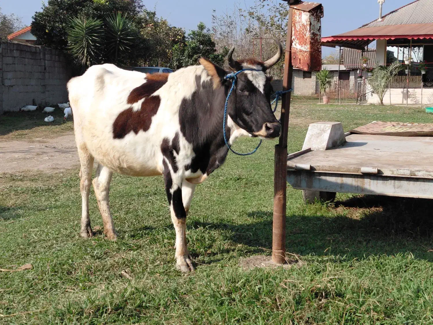 گاو جوان دورگ محلی ۸ ماه به بالا شکم|حیوانات مزرعه|ماکلوان, |دیوار