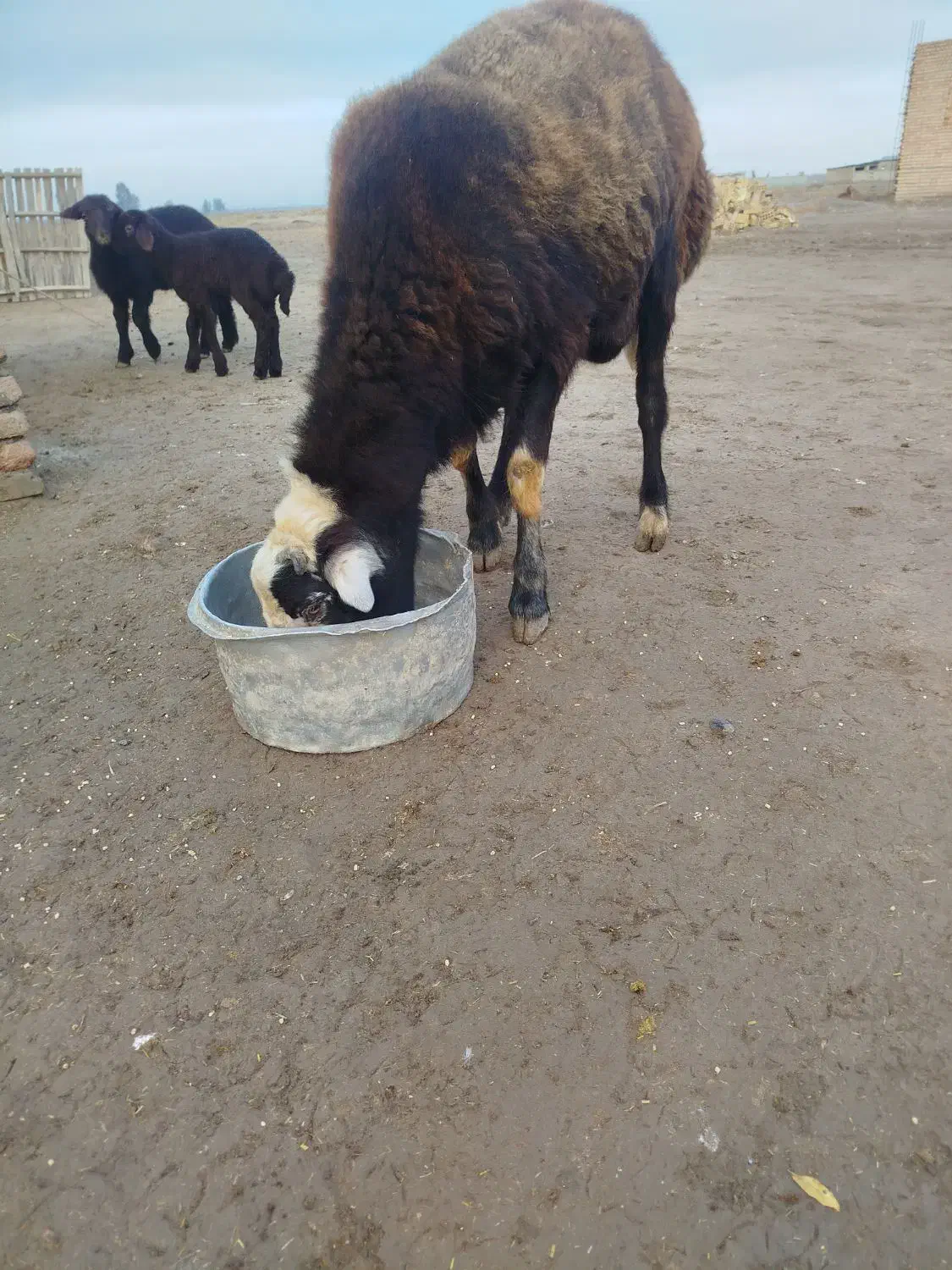 برهقوچیبزغالهپاکستانینر|حیوانات مزرعه|گنبد کاووس, |دیوار