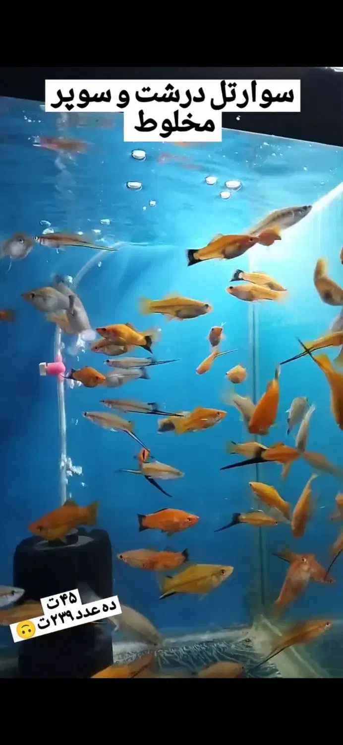 ماهی مولی.گوپی.گلدفیش.سوارتل|ماهی|اصفهان, شهرک ولیعصر|دیوار
