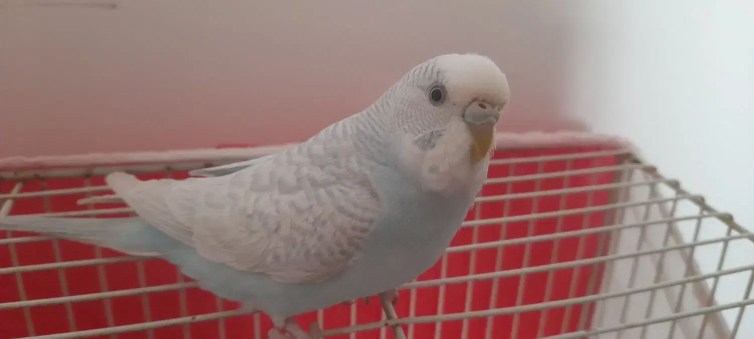 مرغ عشق نیمه دستی|پرنده|رضویه, |دیوار