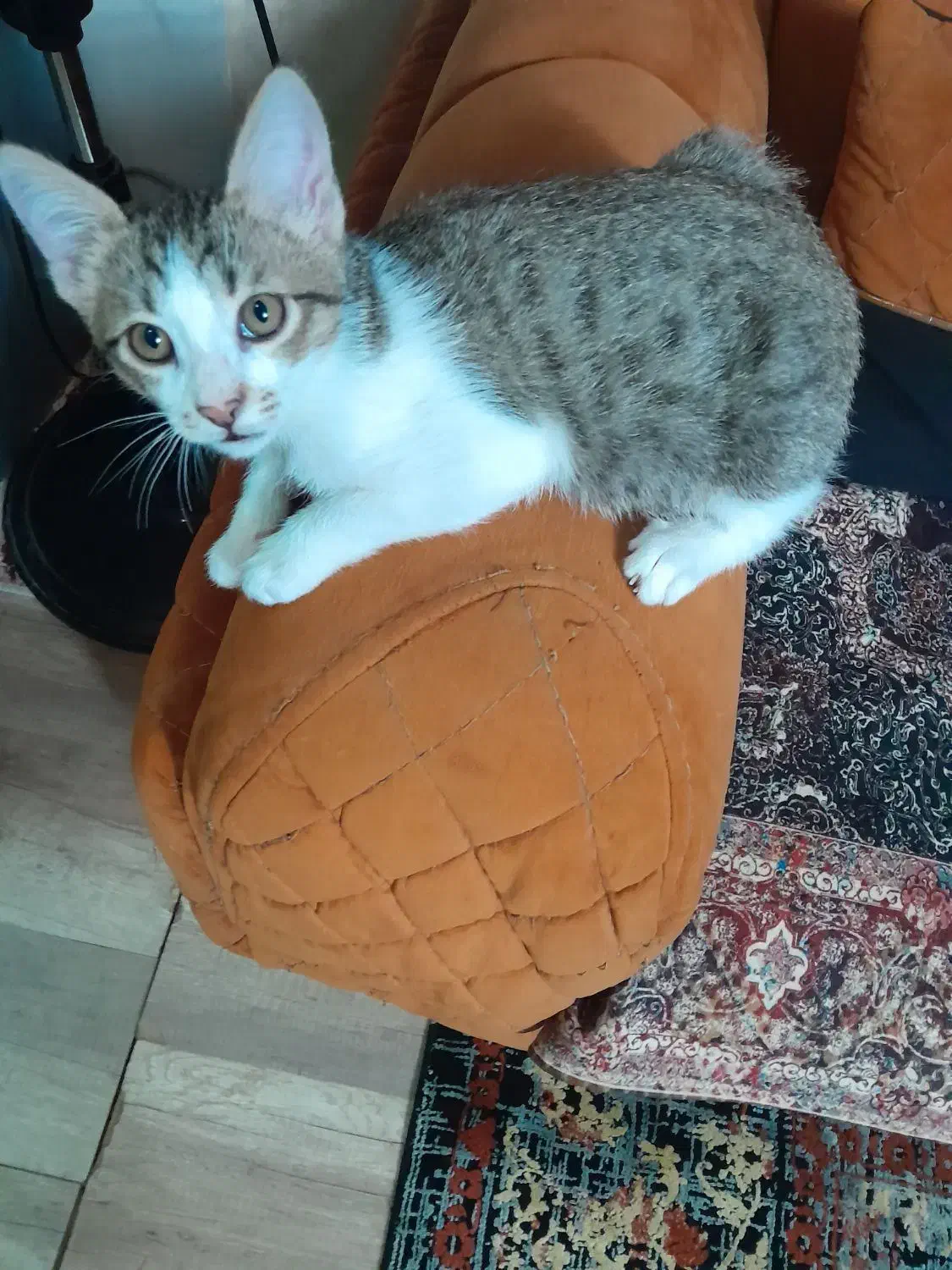 واگذاری گربه|گربه|رباطکریم, رباطکریم|دیوار