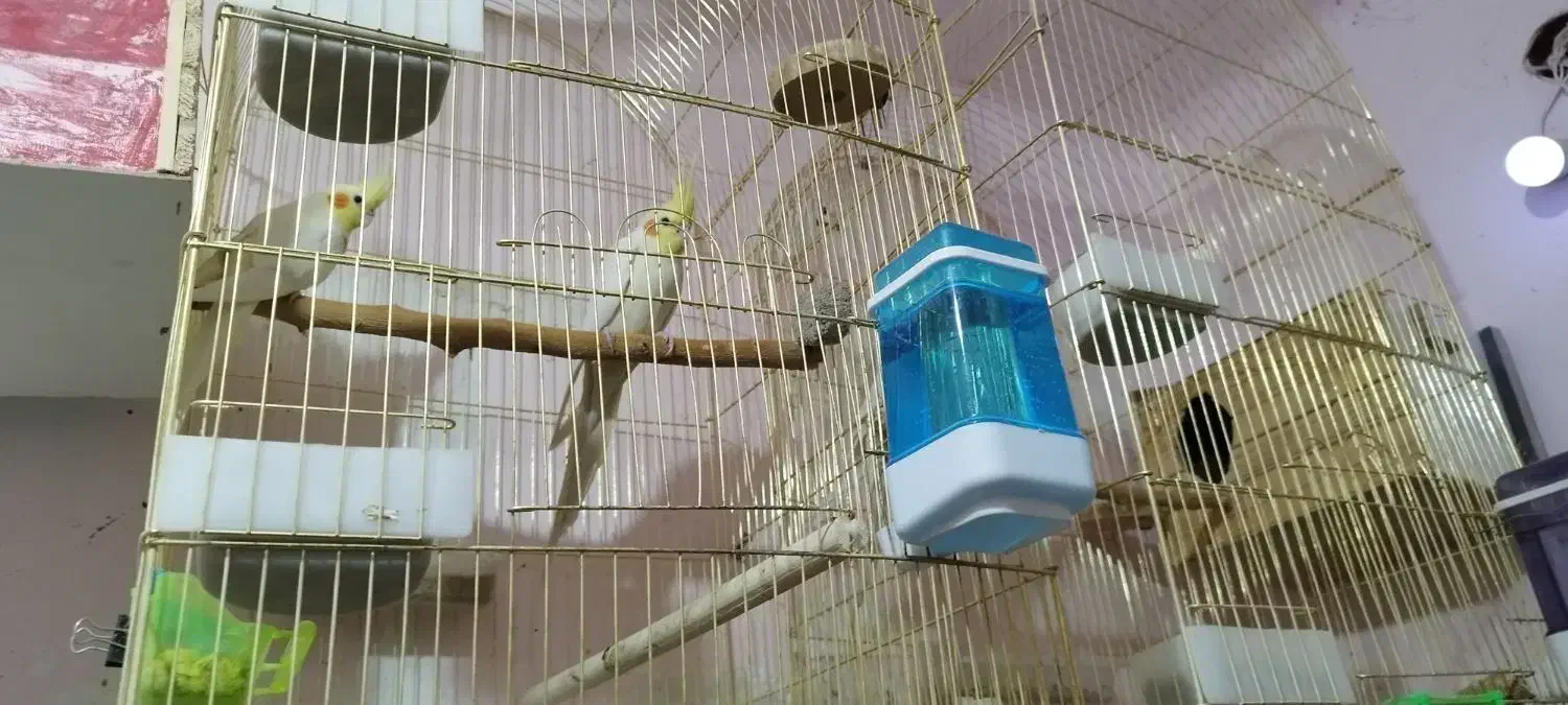 طوطی عروس هلندی|پرنده|بم, |دیوار