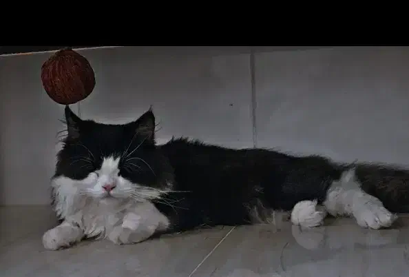 گربه نر پرشین اصیل|گربه|یزد, |دیوار