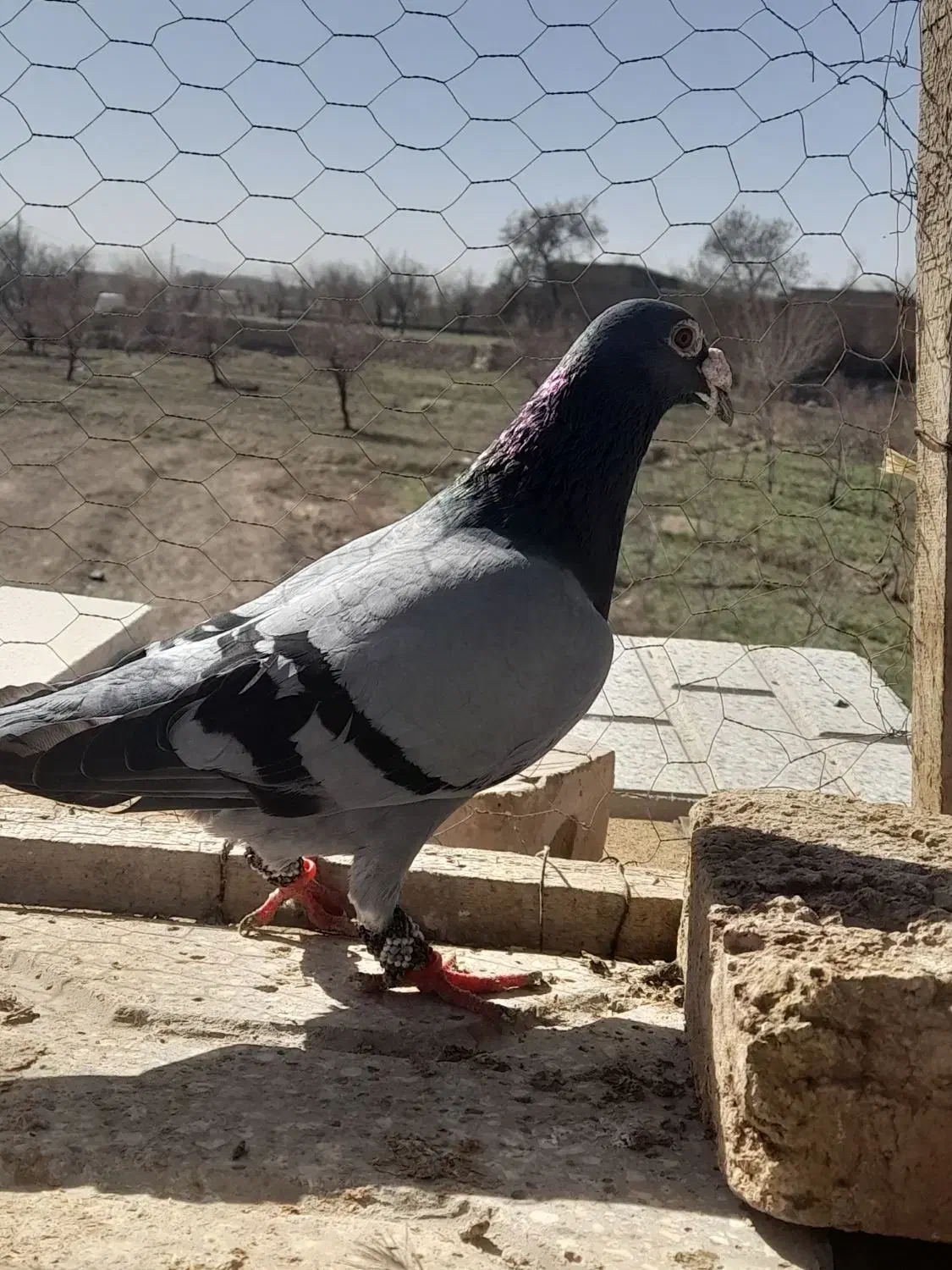 کفتر|پرنده|تربتحیدریه, منظر|دیوار