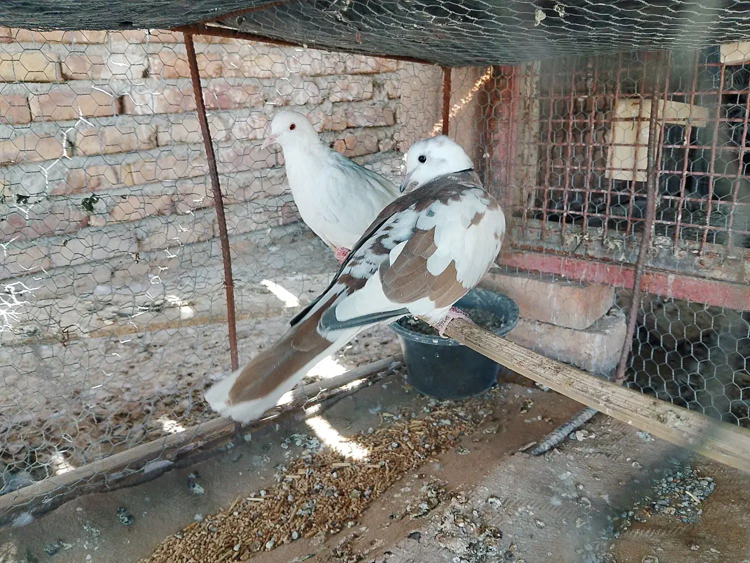 کبوتر خانگی|پرنده|ایرانشهر, |دیوار