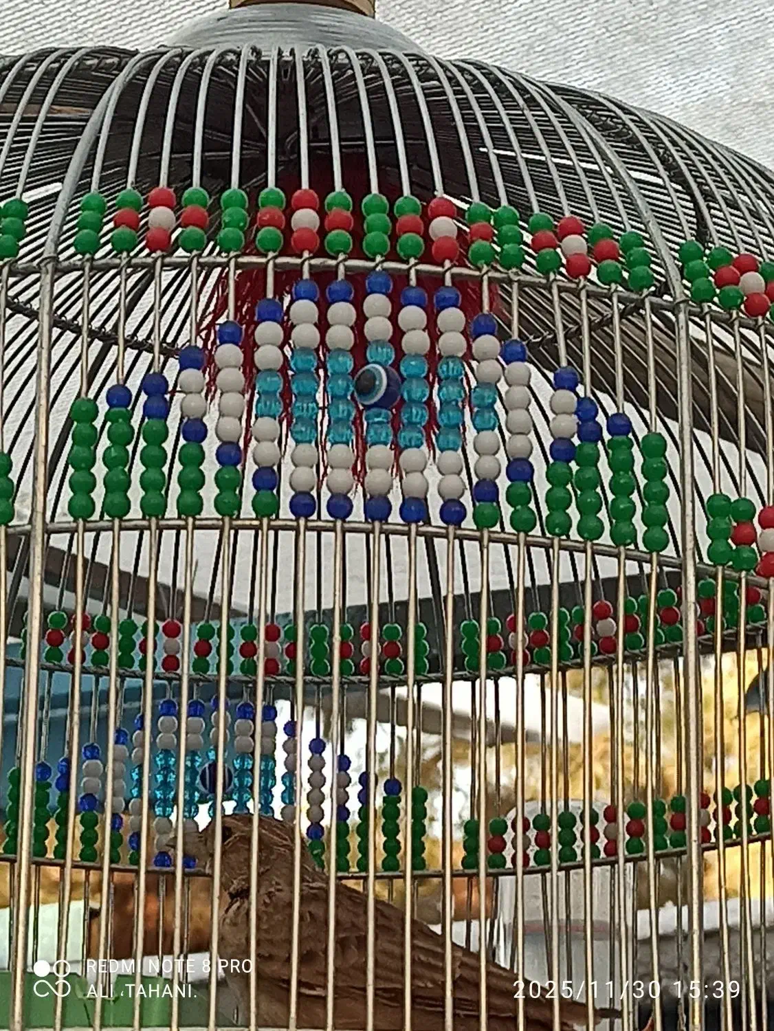 سهره خاکی|پرنده|کرمان, |دیوار