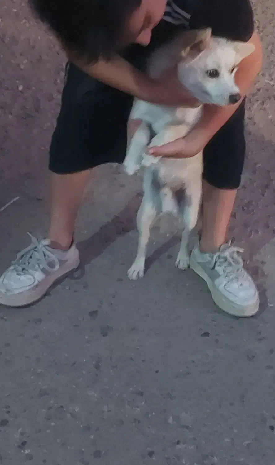 سگ اشپیتز|سگ|سیرجان, |دیوار