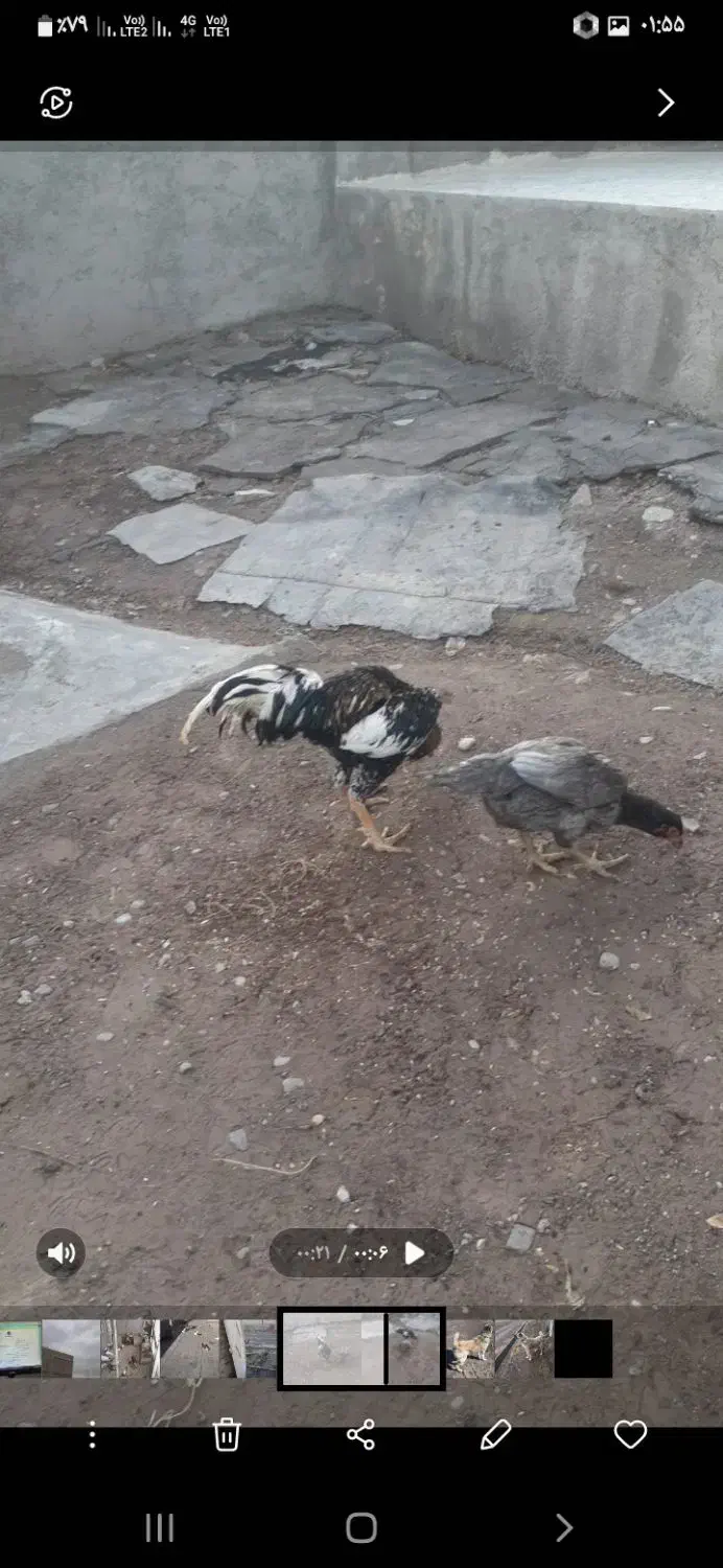 جوجه لاری|حیوانات مزرعه|قزوین, |دیوار