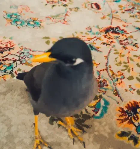 مینا قیمت|پرنده|بیستون, |دیوار