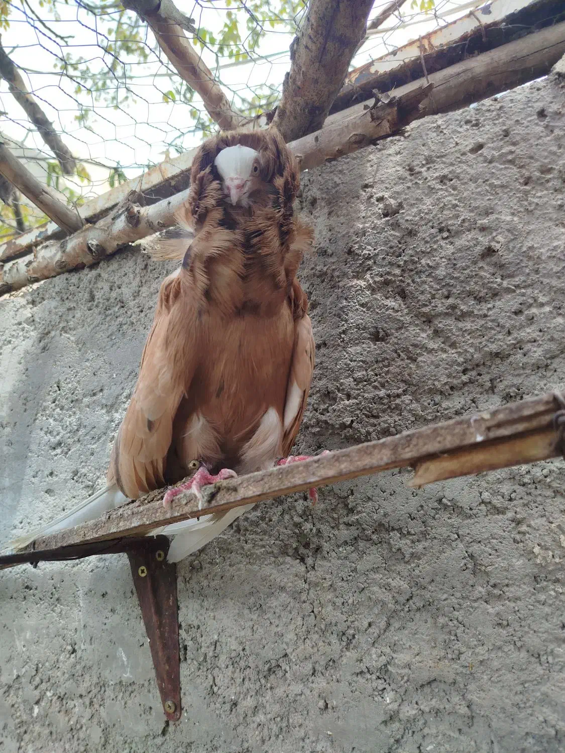 کبوتر شامپیون شازده سرور نر|پرنده|نمین, |دیوار