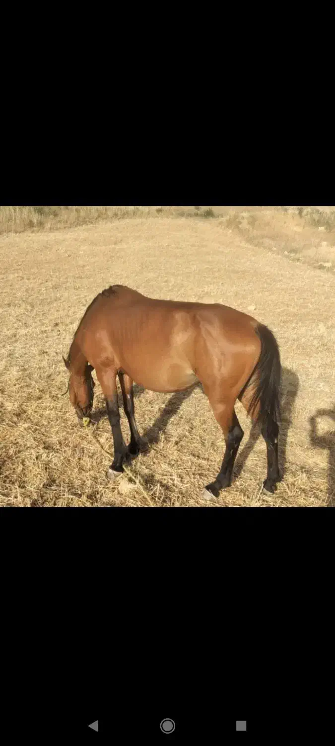 اسب|اسب و تجهیزات اسبسواری|سیاخ دارنگون, |دیوار