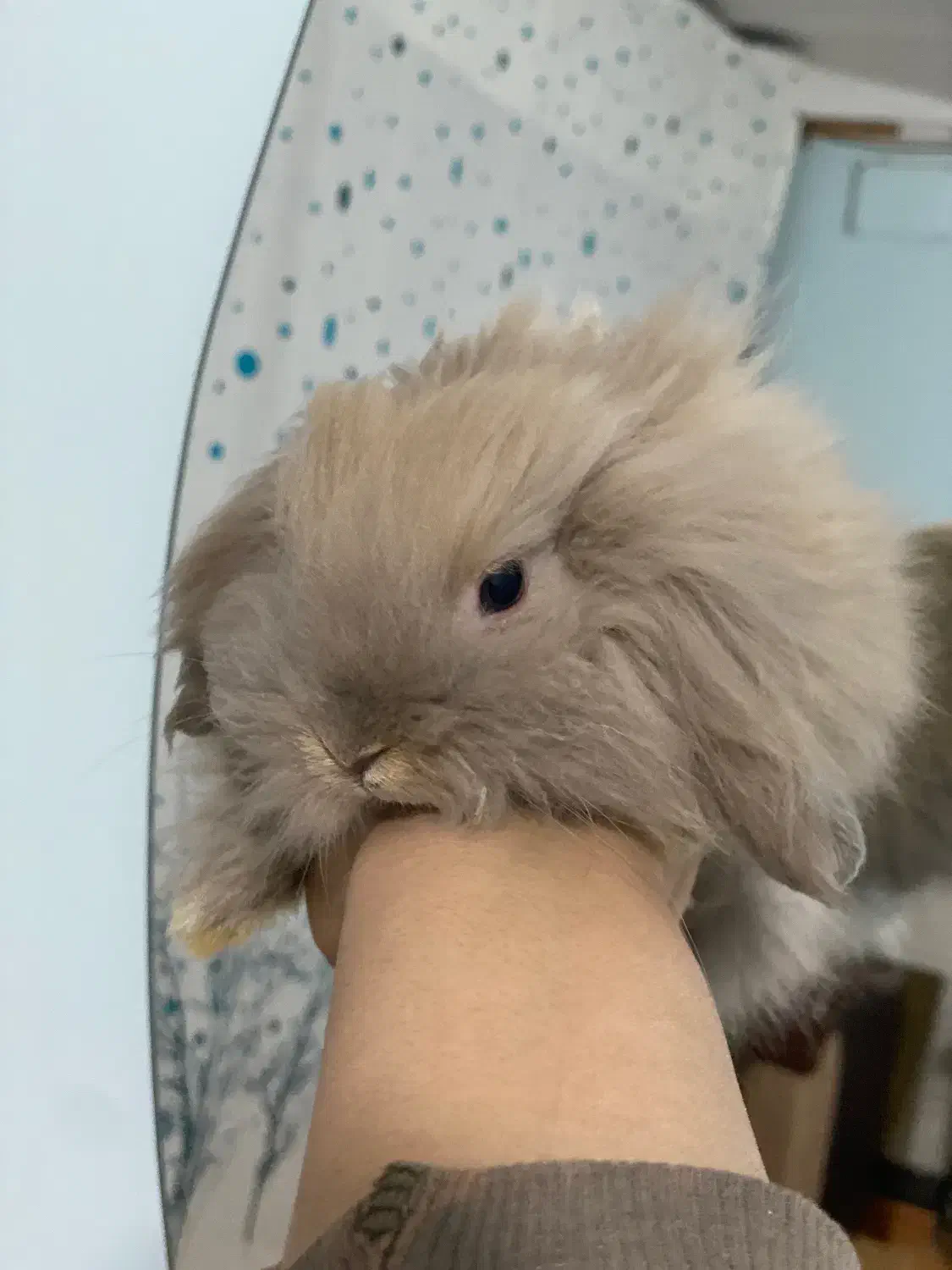 خرگوش ترکیش|موش و خرگوش|قم, چهل اختران|دیوار