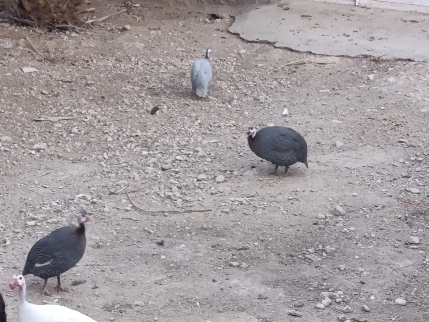 فروش مرغ شاخدار|حیوانات مزرعه|لامرد, |دیوار