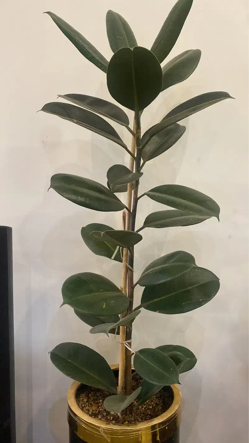 فروش گیاه|کیف، کفش، کمربند|شهریار, بکه|دیوار