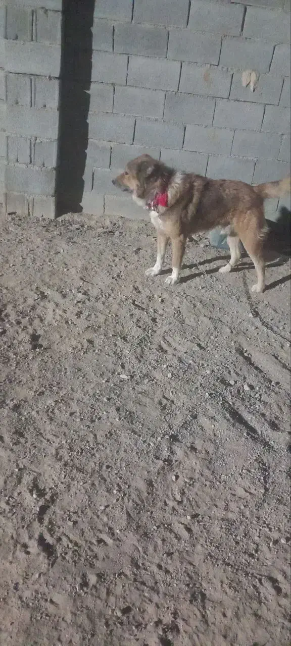 سگ گله|سگ|رامشه, |دیوار