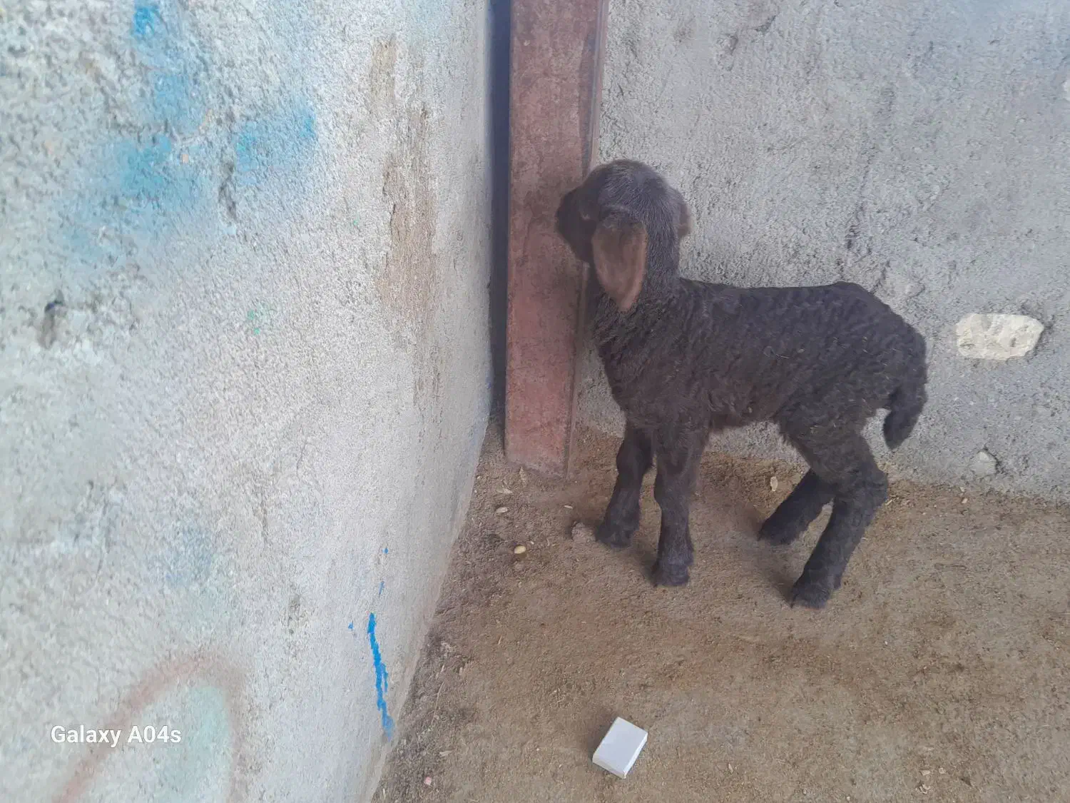 خریدوفروش بره شیری وبزغاله شیری|حیوانات مزرعه|تربتحیدریه, باغ سلطانی|دیوار