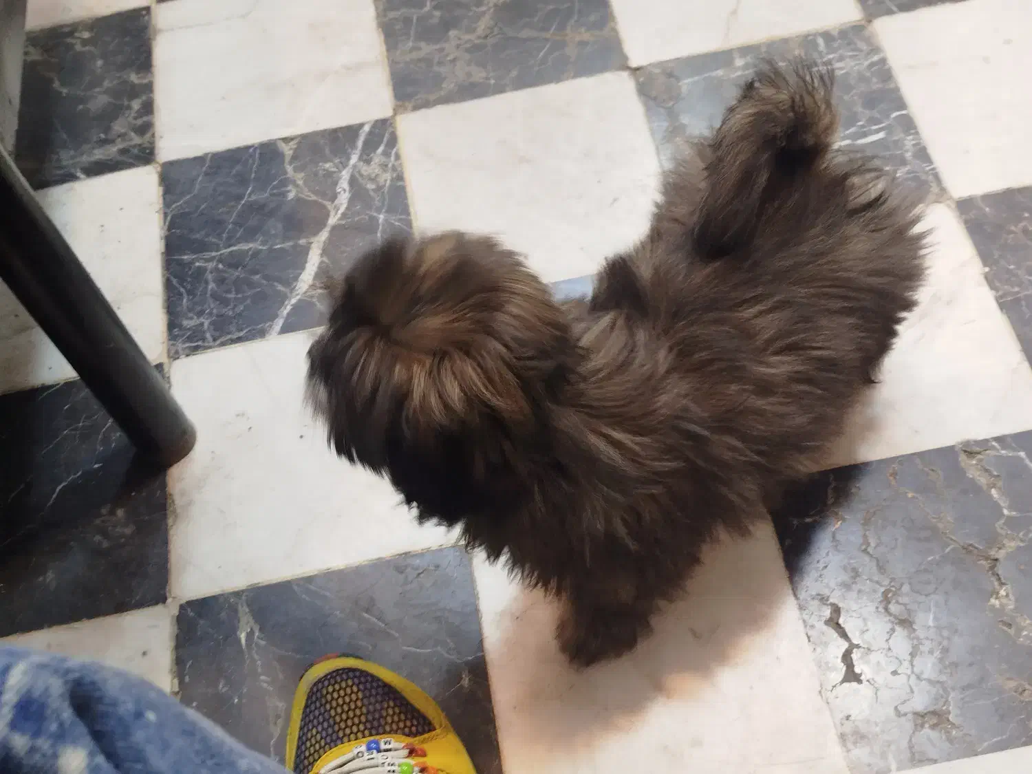 سگ پاکوتاه|سگ|مشهد, حسینآباد|دیوار