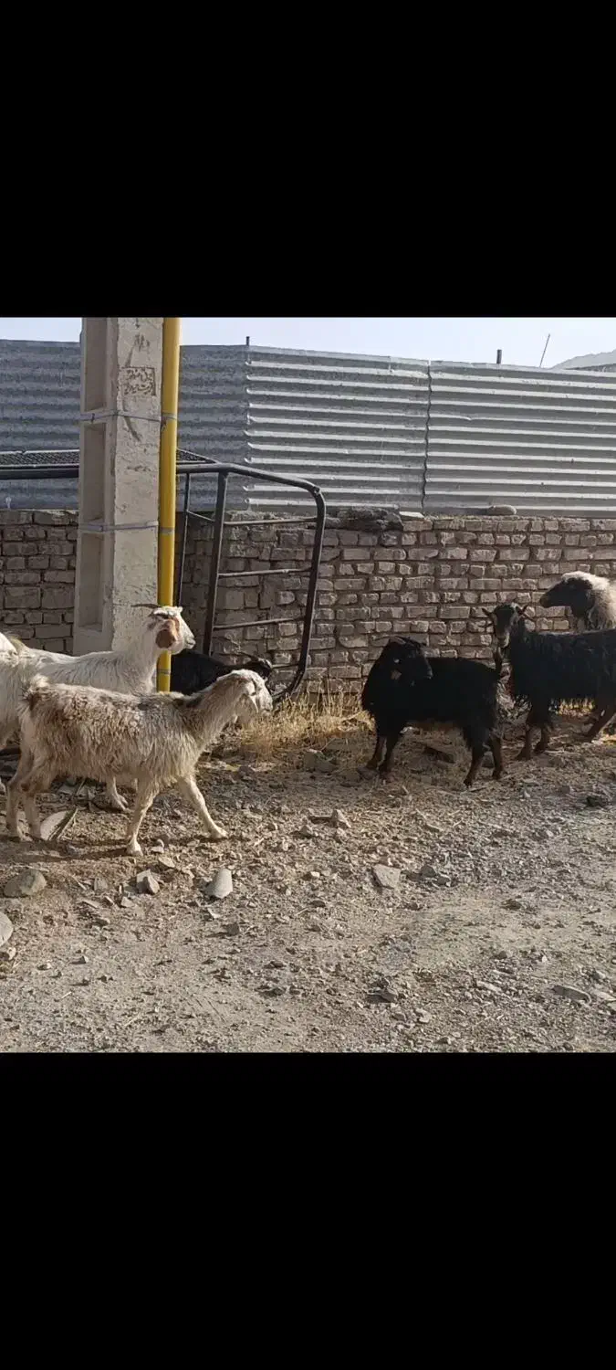 ۷عدد بز جوان دونه ۴۹۰۰ کیلو هم ۱۹۰|حیوانات مزرعه|قائن, |دیوار