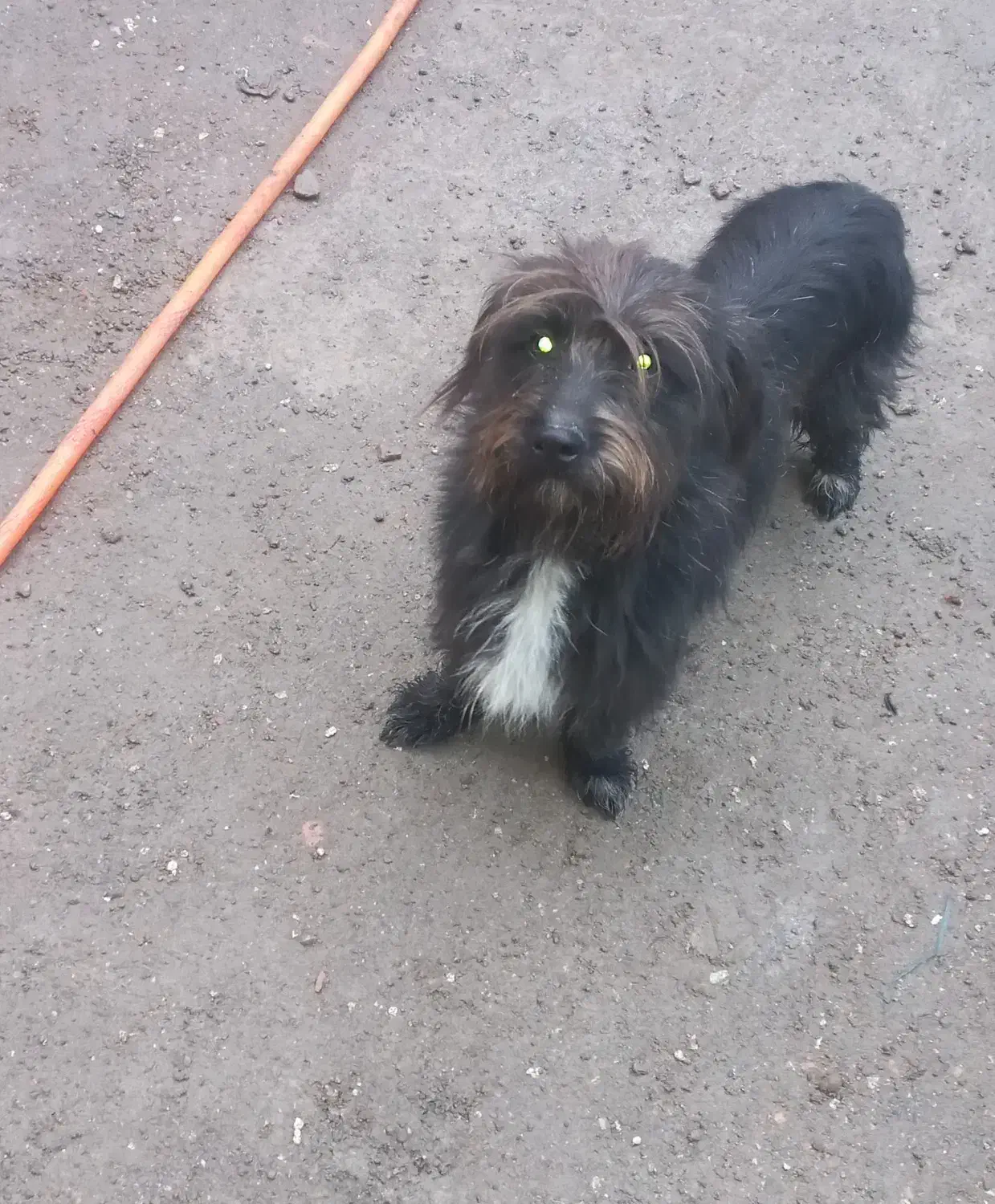 پت خانگی|سگ|آمل, |دیوار