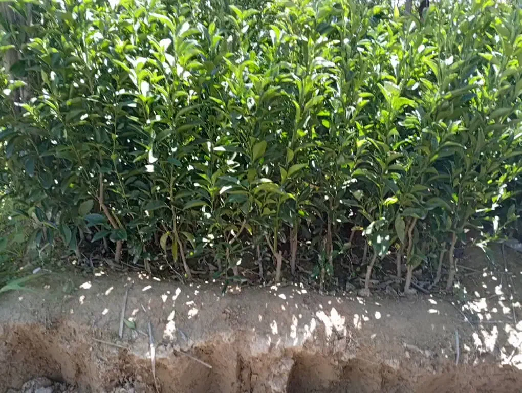 نهالستان حسینی|خدمات باغبانی و درختکاری|یاسوج, |دیوار