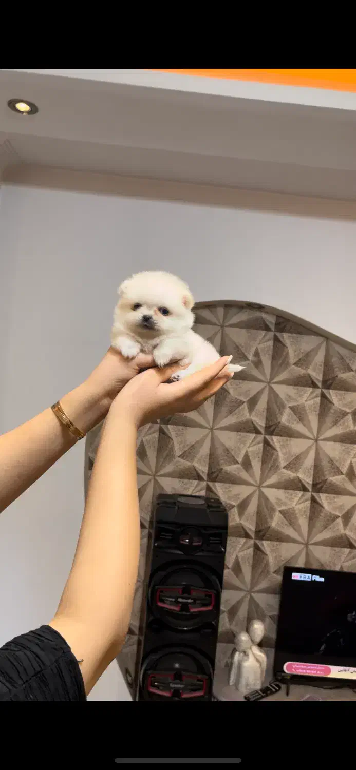 پامرانین فنجونی ۴۰۰ گرمی|سگ|باغستان, |دیوار