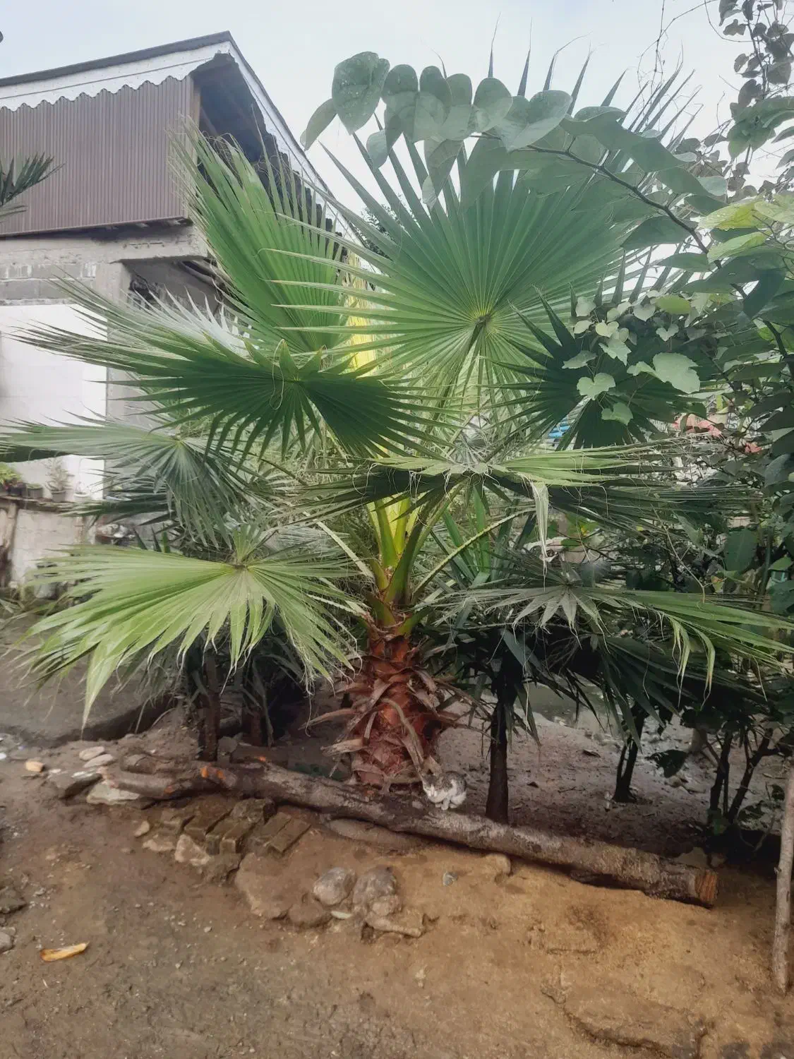 نخل زینتی پالم بادبزنی۲.۵ متری|گل و گیاه طبیعی|سیاهکل, |دیوار