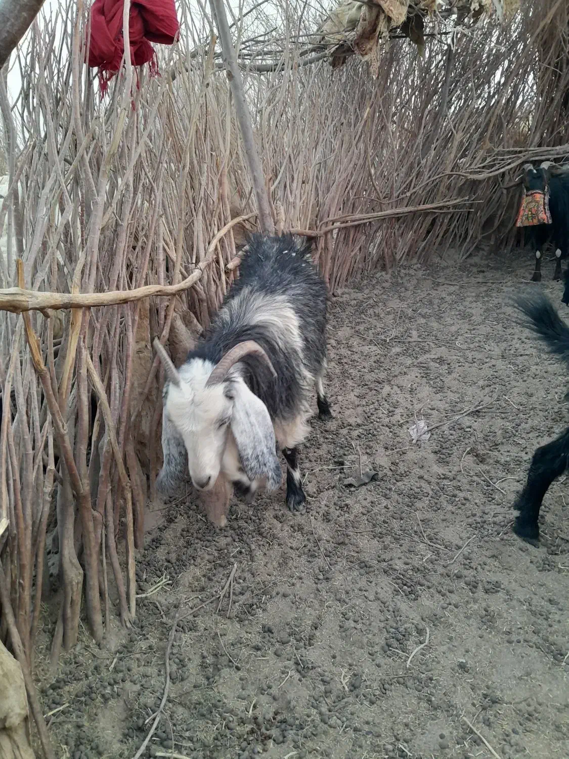 بزغاله گم شده|حیوانات|نیمروز, |دیوار