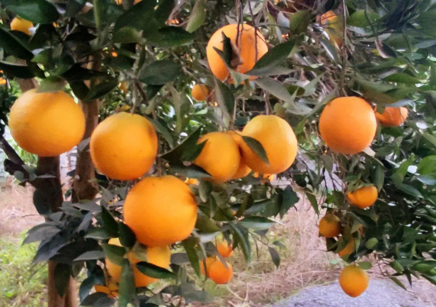 پرتقال تامسون سردرختی|خوردنی و آشامیدنی|دابودشت, |دیوار