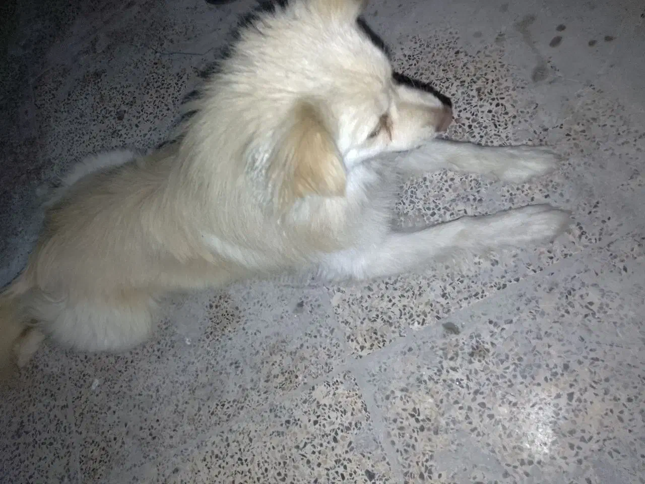 سگ.|سگ|بندرعباس, |دیوار