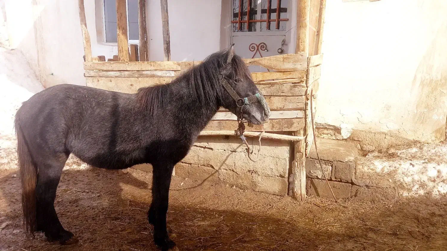 اسب|اسب و تجهیزات اسبسواری|خلخال, |دیوار