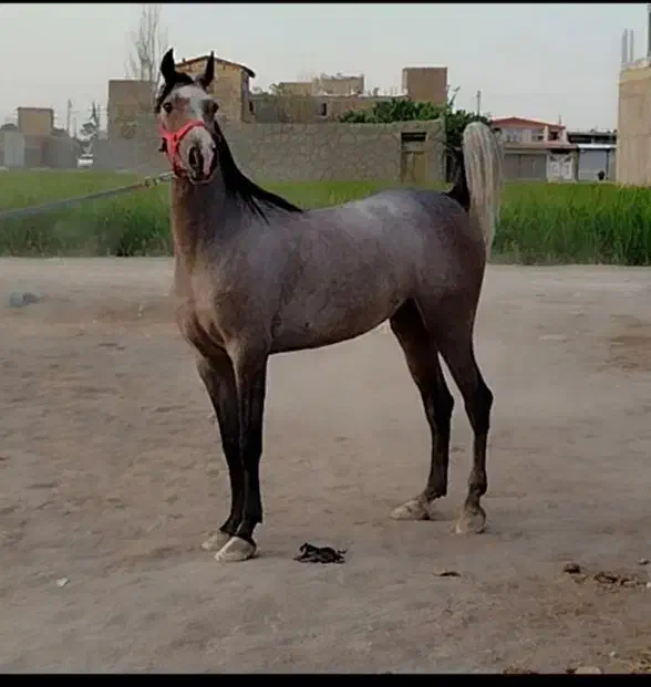 کره ماده 3ساله|اسب و تجهیزات اسبسواری|فلاورجان, |دیوار