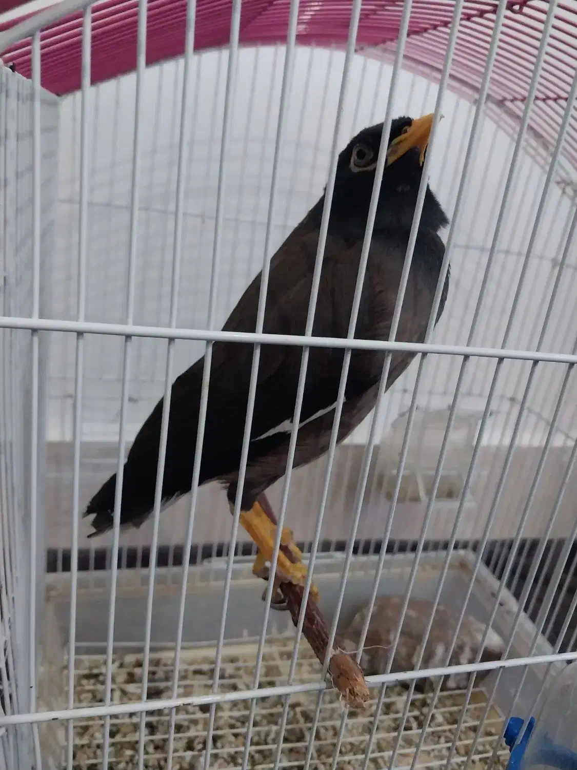 مرغ میناسخنگو|پرنده|جلگه شوقان, |دیوار