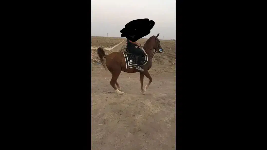 مادیان فروشی|اسب و تجهیزات اسبسواری|کاشان, مزرعه نو|دیوار