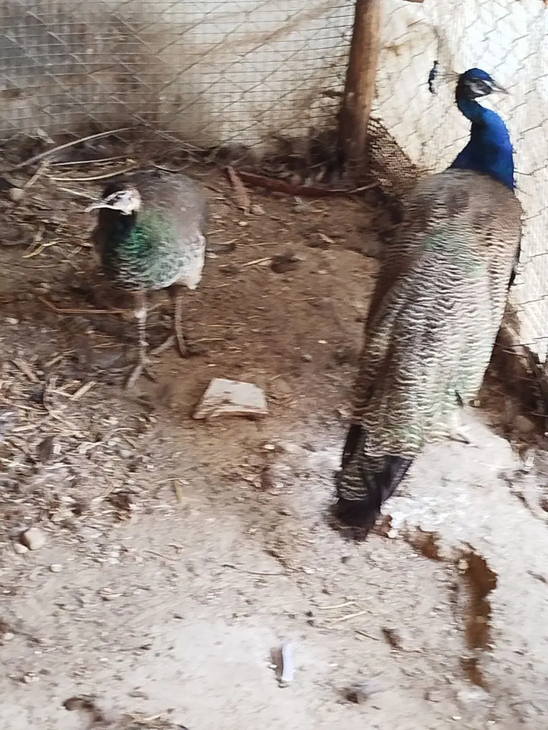 طاووس هندی|پرنده|قائم‌شهر, |دیوار