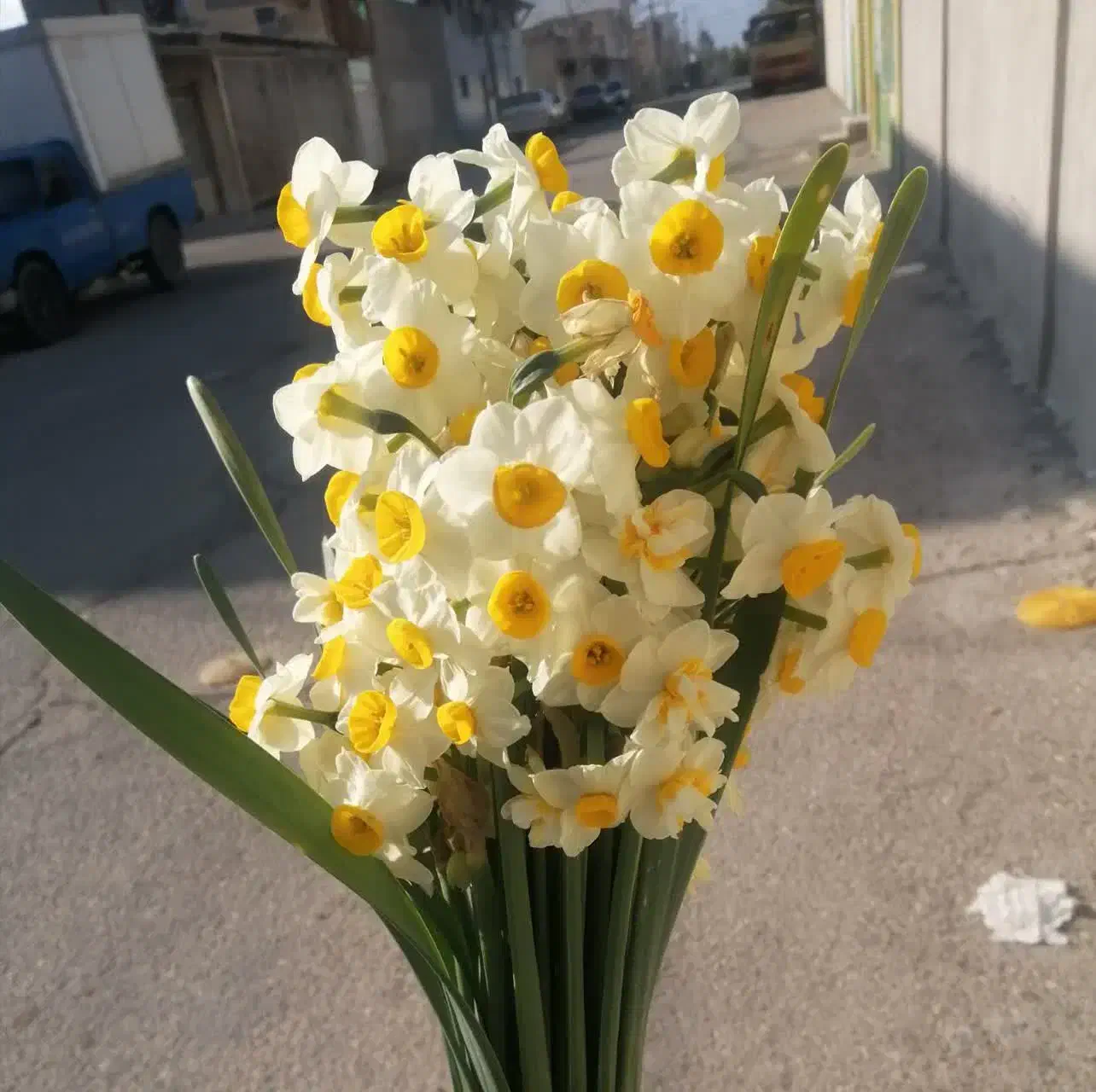 سرکتاب|کتاب و مجله|شیراز, گلشن|دیوار