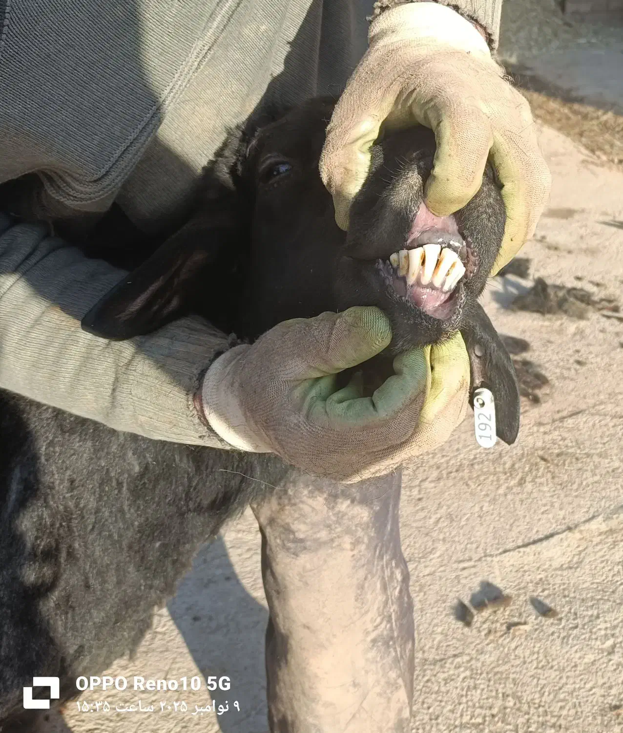 فروش قوچ هترو|حیوانات مزرعه|دوتپه, |دیوار