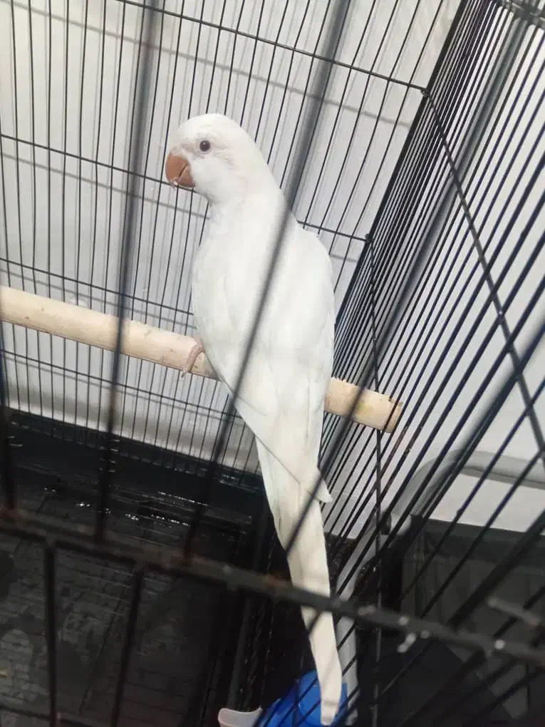 طوطی راهب آلبینو رام رام|پرنده|تهران, شهرک دریا|دیوار