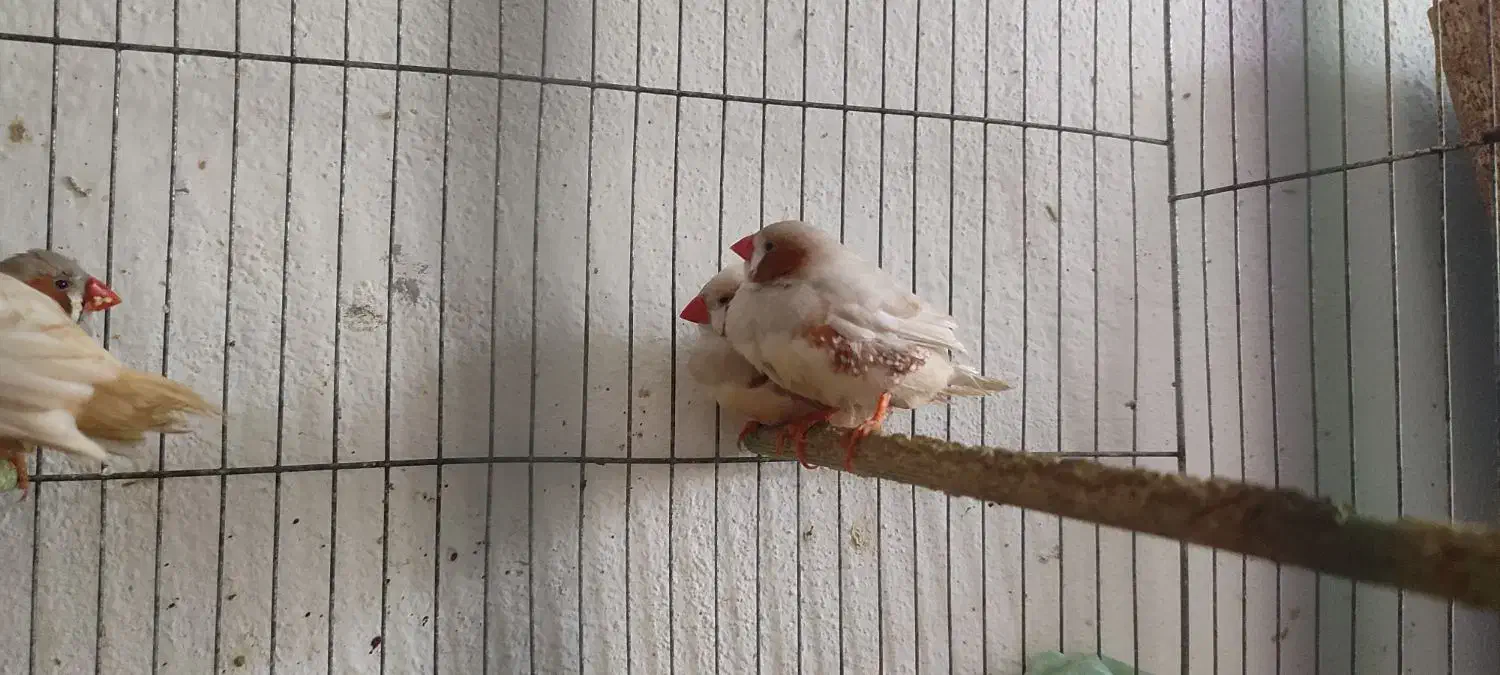 فنج کینگ سایز درشت|پرنده|لاهیجان, شهید آوینی|دیوار