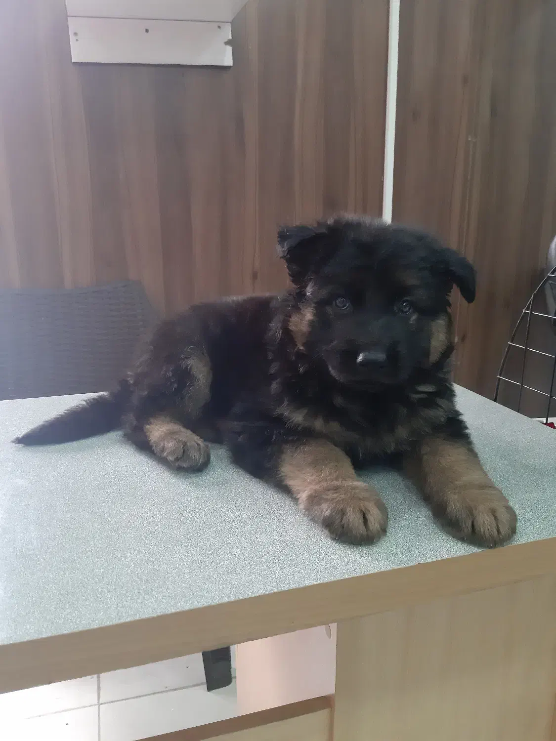 سگ ژرمن صورت مشکی و صورت روشن|سگ|کرج, چمن|دیوار