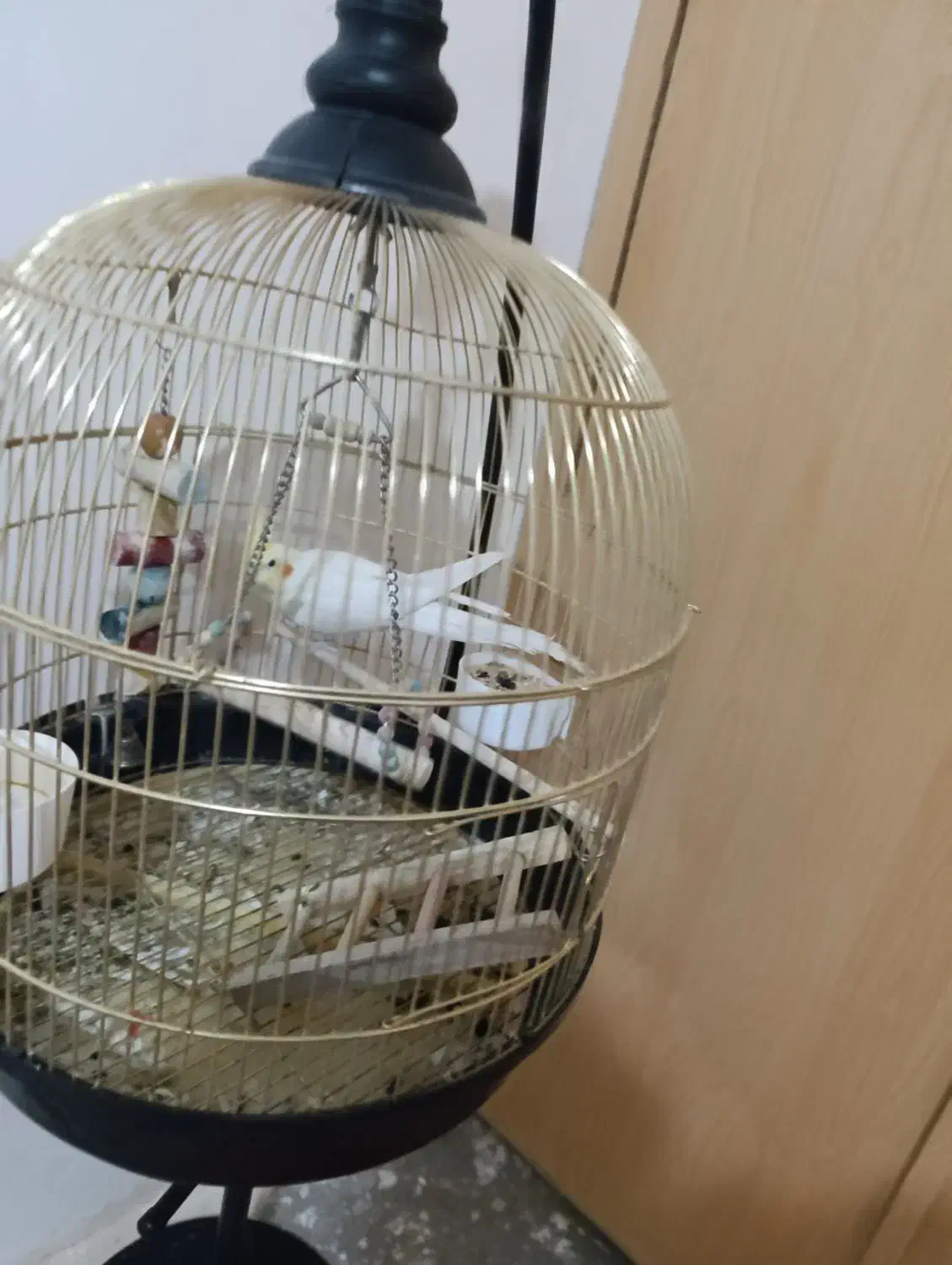 عروس هلندی لوتینو سخنگو با قفس|پرنده|سقز, |دیوار