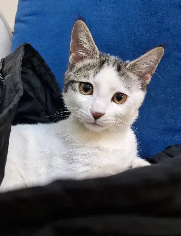 گربه ماده ۵ ماهه|گربه|پردیس, فاز ۳|دیوار