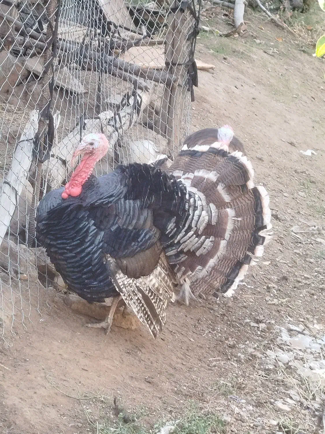 بوقلمون نر چاق چاق چاق|حیوانات مزرعه|مرند, |دیوار