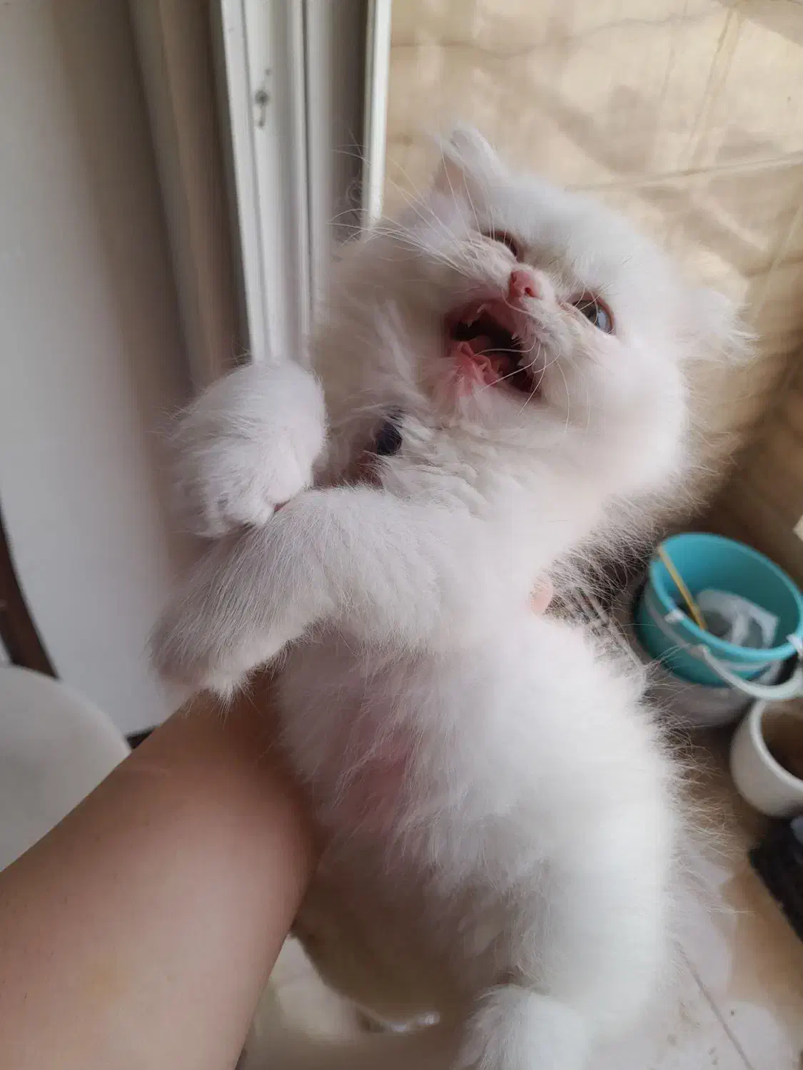 گربه پرشین بریتیش ماده|گربه|لاهیجان, کوی خزر|دیوار