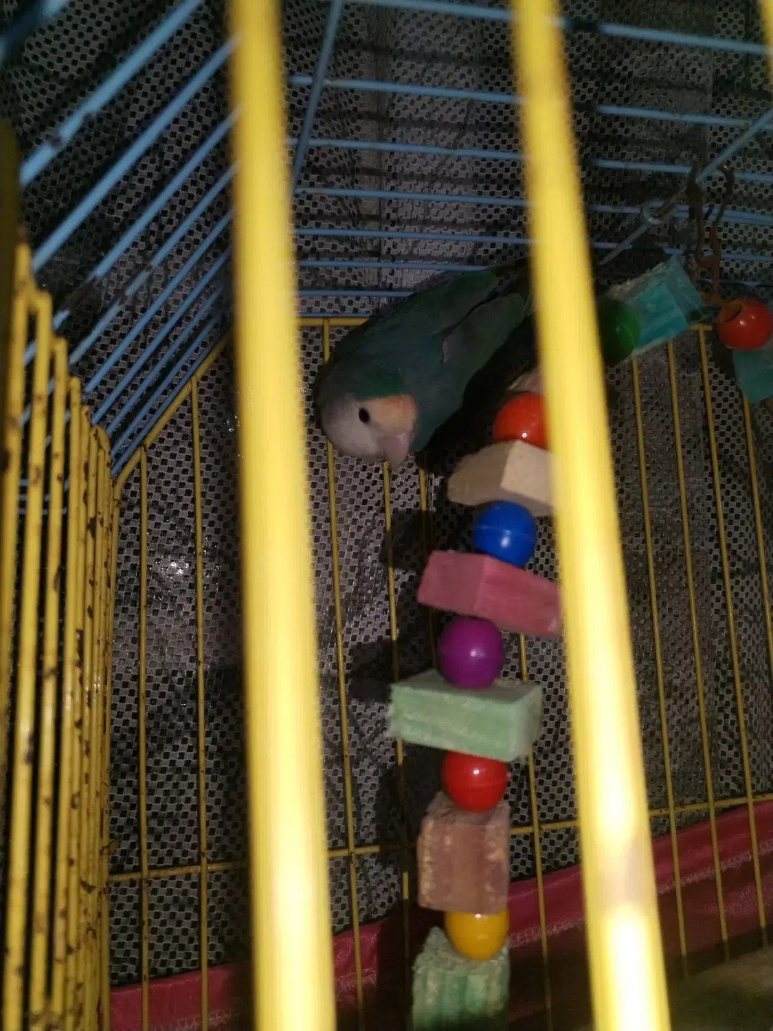 طوطی برزیلی مولد|پرنده|آبادان, |دیوار