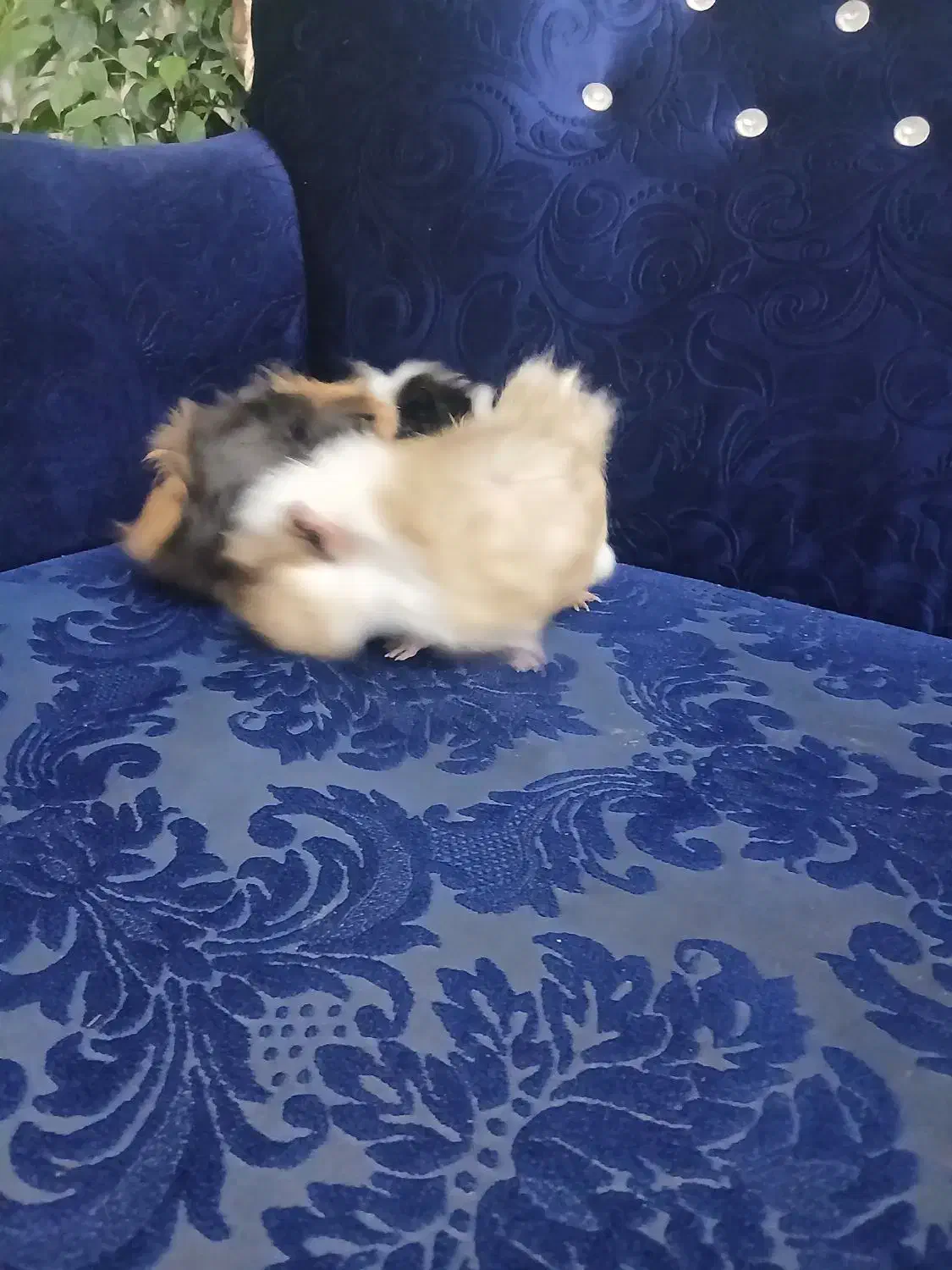 خوکچه هندی|موش و خرگوش|باسمنج, |دیوار