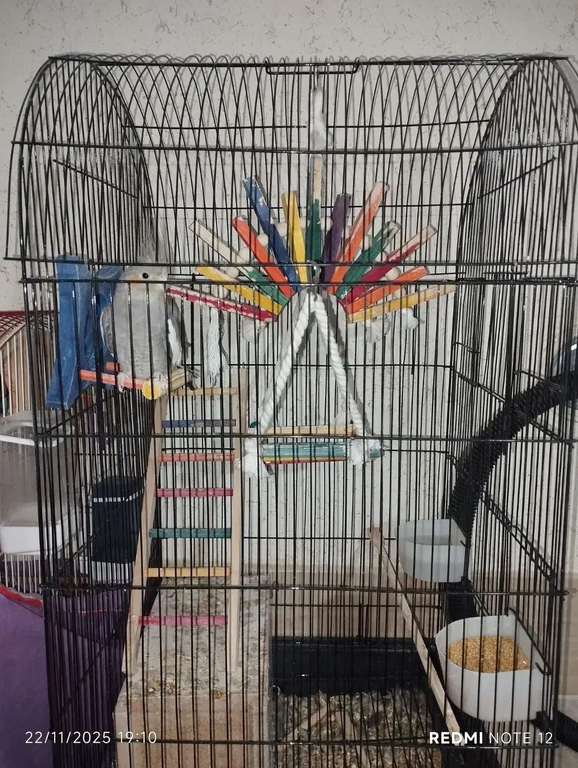 عروس.کوتوله.فنچ|پرنده|شیروان (خراسان), |دیوار