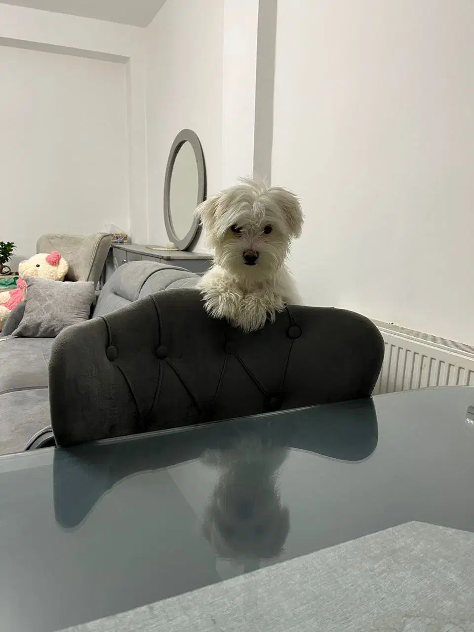 واگذاری فوری پامر مانتیپو|سگ|فولادشهر, مسکن مهر فولادشهر|دیوار